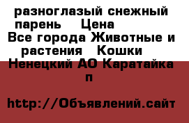 разноглазый снежный парень. › Цена ­ 10 000 - Все города Животные и растения » Кошки   . Ненецкий АО,Каратайка п.